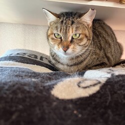 第152回　にゃん☆ぴーす猫譲渡会 サムネイル2