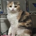 スコティッシュ 女の子 一旦募集停止します