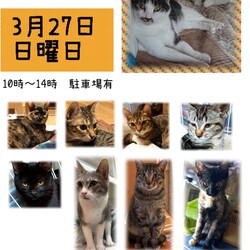 保護ねこ☆小さな譲渡会