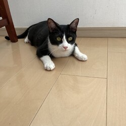 保護ねこ☆小さな譲渡会 サムネイル2