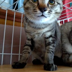 保護ねこ☆小さな譲渡会 サムネイル3