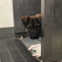 ひょっこりはんの野犬子犬カカオ君