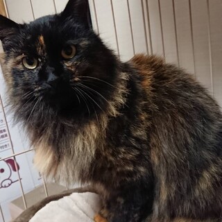 サビロングヘヤ♡おっとりさん