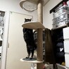 初めてのキャットタワー