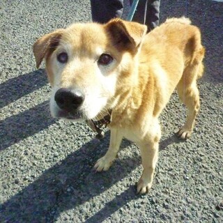 おっとり、大人しいおじいちゃんを家族に！！