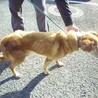 おっとり、大人しいおじいちゃんを家族に！！ サムネイル3