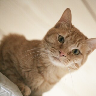 好奇心旺盛★もなか♂