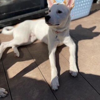 【里親決定】サムさんです(^-^)