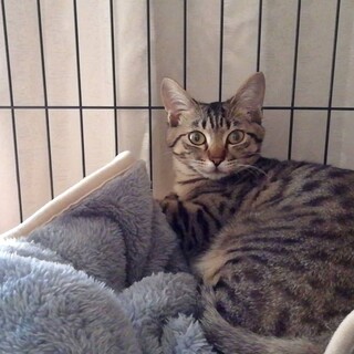 小柄で美猫☆キジトラのこむぎちゃん