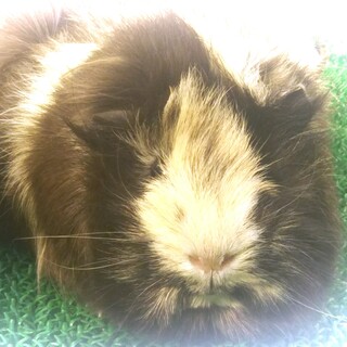 モルモットの女のコ1才8ヶ月くろちゃん