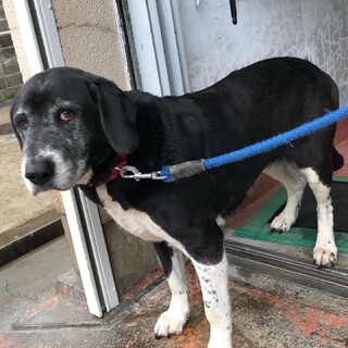 急募！穏やかな大型犬