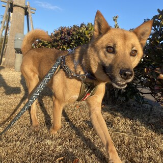 キリっとかっこいい！【銀杏】くん♪