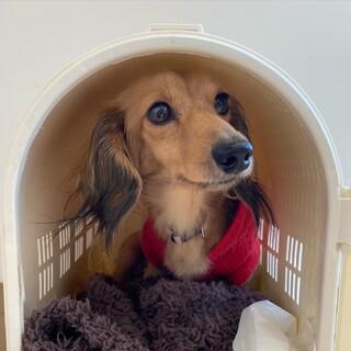 ☆しじみちゃん☆里親さま決定☆