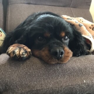 ☆てでぃくん☆里親さま決定☆