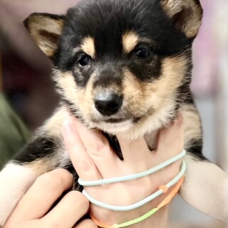 22-W6　黒柴ベビー2022/1/10生まれ♪