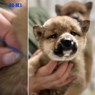 22-M1　可愛い柴ベビー