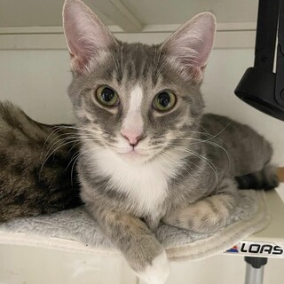 イケニャンにぃにぃ♂️