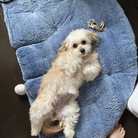 クラリス