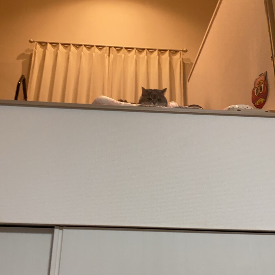 みーちゃんのカバー写真