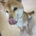 柴犬女の子 再募集