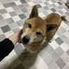 柴犬女の子 再募集 サムネイル2