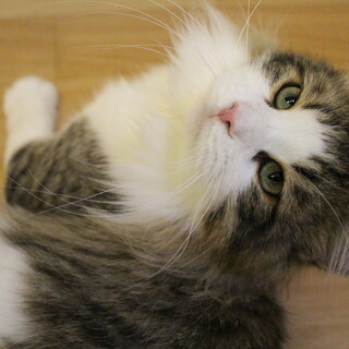 吹雪(ふぶき）ちゃん　推定1才