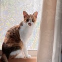 お目々クリクリの三毛猫