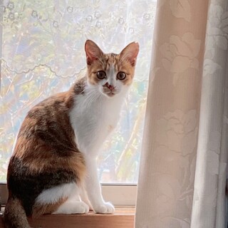 お目々クリクリの三毛猫