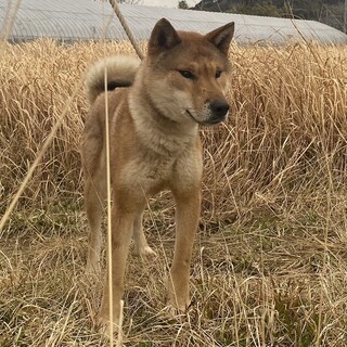 四国犬　　ショータイプの美犬　1歳