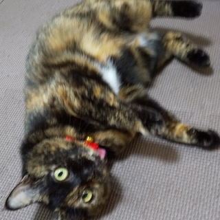 人馴れバッグン！可愛い声のマルちゃん！