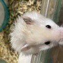 ハムスター