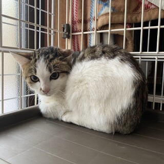 ずっとのおうちを探しています