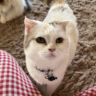 おっとり癒し系バニラちゃん（スコティッシュおれ耳）