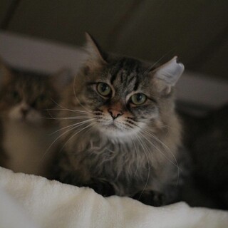 落ち着いてる子❤︎ショコラ♂