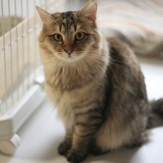 そっと寄り添うサブレ♂