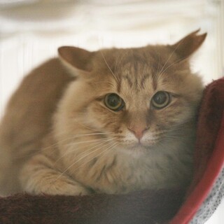 ゴージャスだけど控えめ！王子♂