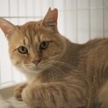 猫型ライオン！きんとん♂