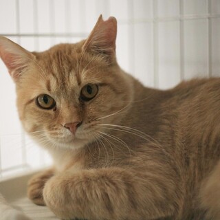 猫型ライオン！きんとん♂