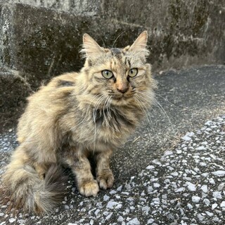 小柄でゴージャスなふわふわの毛並みが魅力！女の子