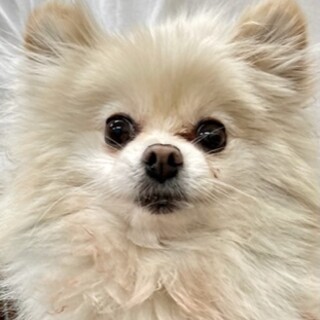 ポメラニアンの女の子