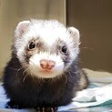 この子を幸せにしてくれる方探してます