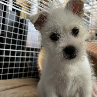 【令和3年12月産まれ】新しい家族を探しております