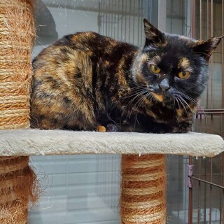 【募集一時停止】サビ猫のくるみちゃん♀