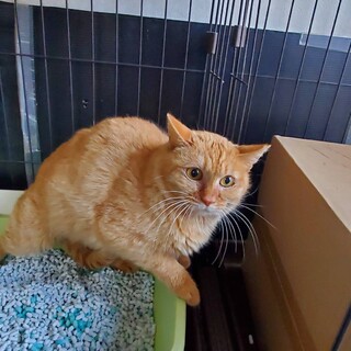 【募集一時停止】茶トラのとら美ちゃん♀