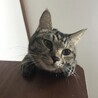 コジローテ