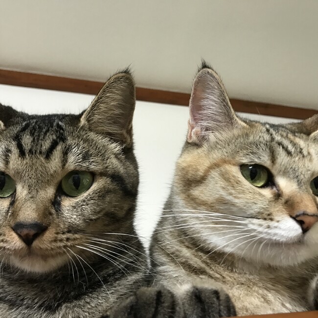 コジローテのカバー写真