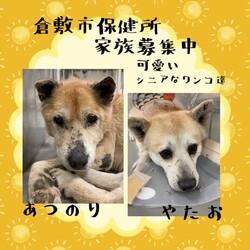 倉敷市保健所　収容犬猫譲渡会 サムネイル2