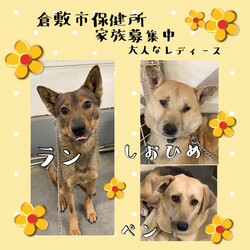 倉敷市保健所　収容犬猫譲渡会 サムネイル3