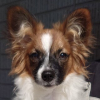 名前：訓子府（くんねっぷ）ちょっと慎重な甘えん坊