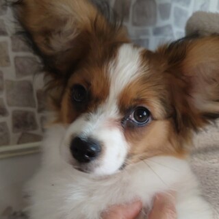 興部（おこっぺ）元気すぎるパワフルベビー